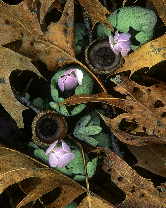 Bloodroot penetrating a fallen branch with oak leaves and acorn remnents.jpg