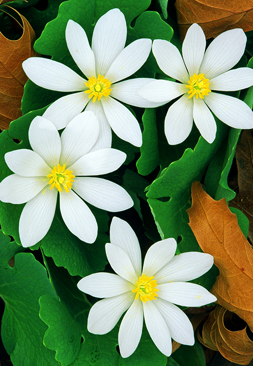 BLOODROOTIV final.jpg