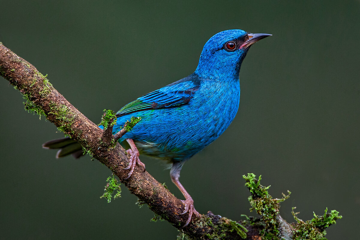 Blue dacnis - male FW.jpg