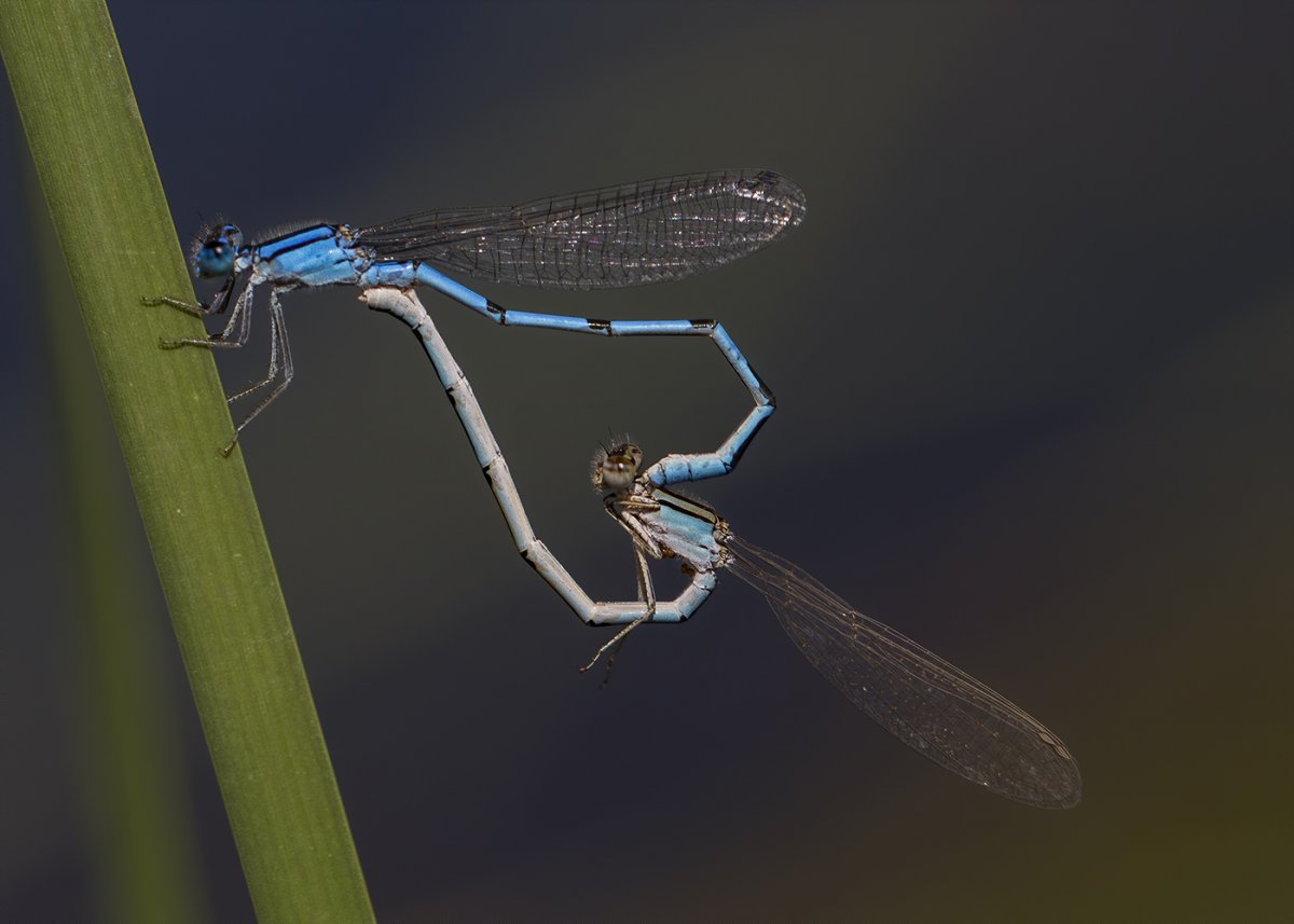 Blue dancer  (Enallagma civile).jpg