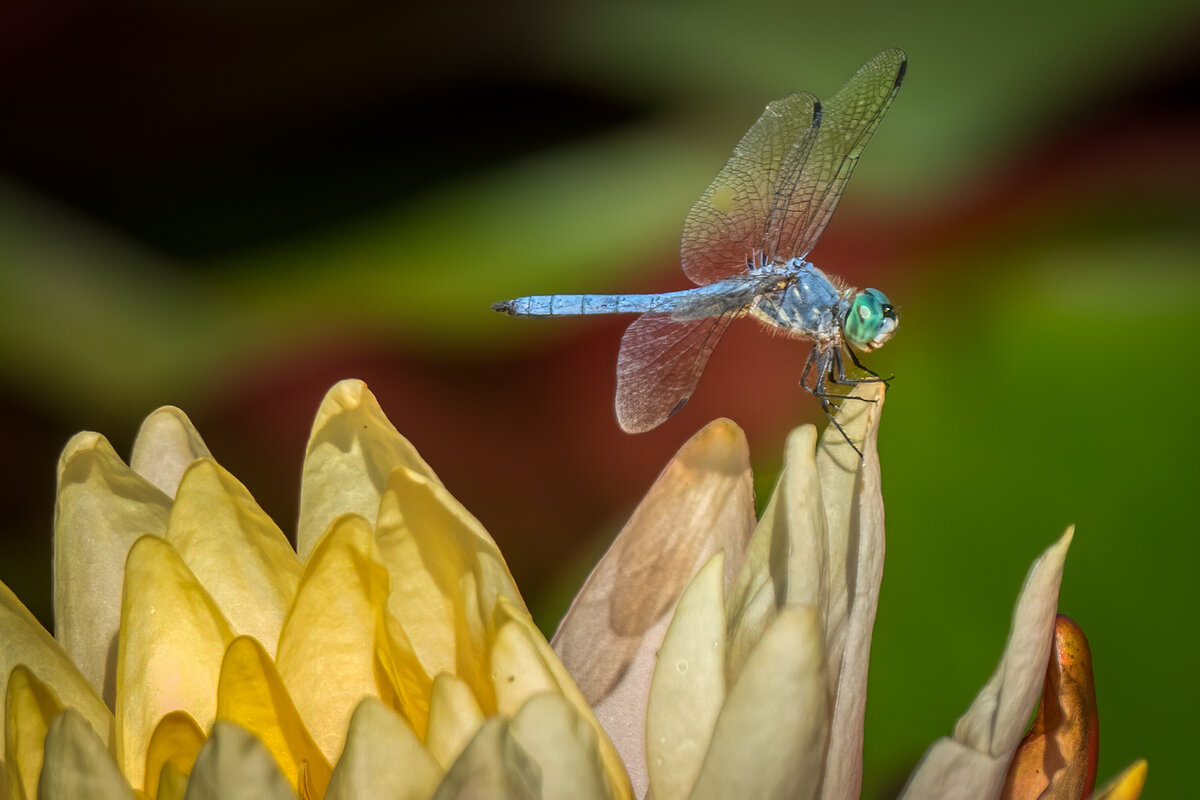 Blue Dasher-1981-Edit-2.jpg