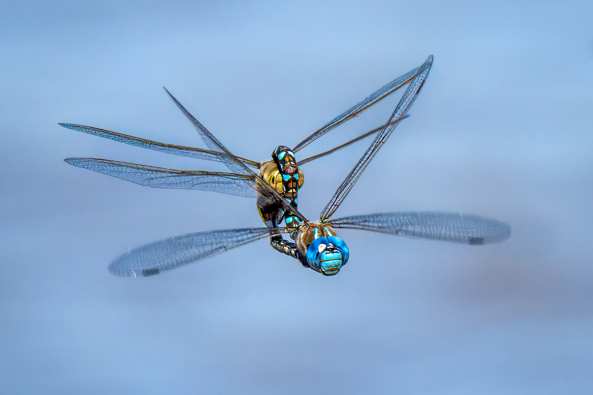 Blue-eyed Darner-00704-Edit.jpg
