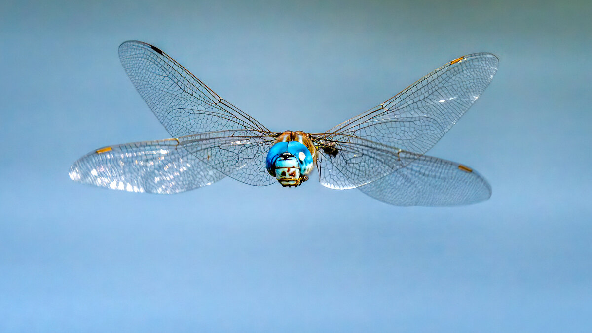 Blue-eyed Darner-02844-Edit.jpg