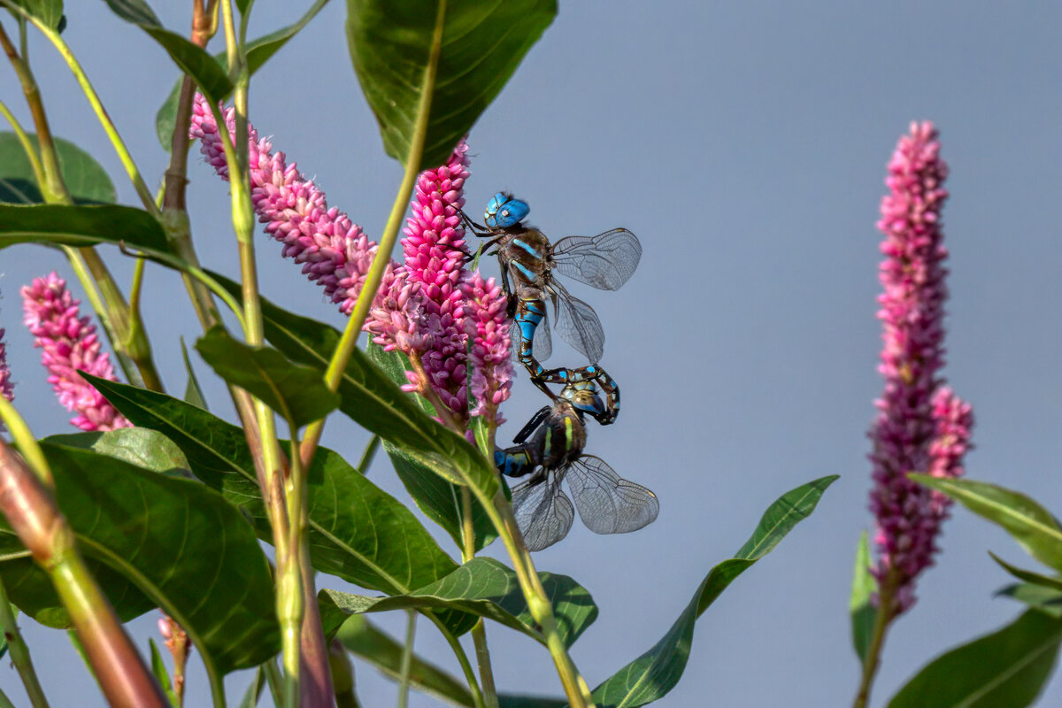 Blue-eyed Darner-02997-Edit.jpg