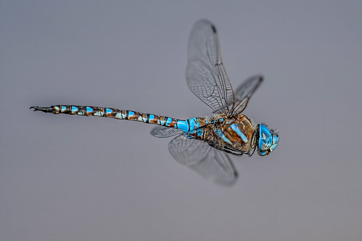 Blue-eyed Darner (male).jpg