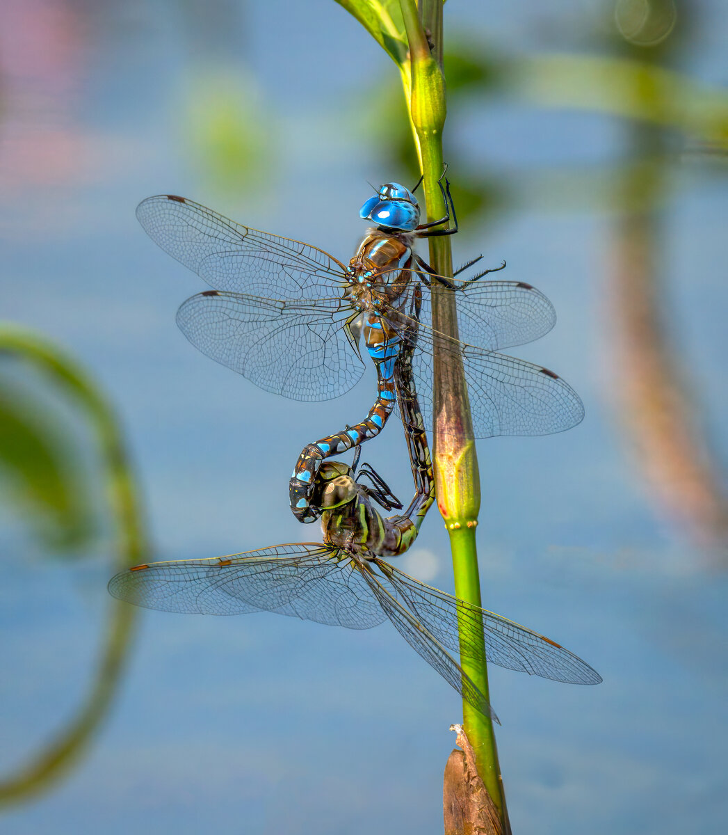 Blue-eyed Darners.jpg
