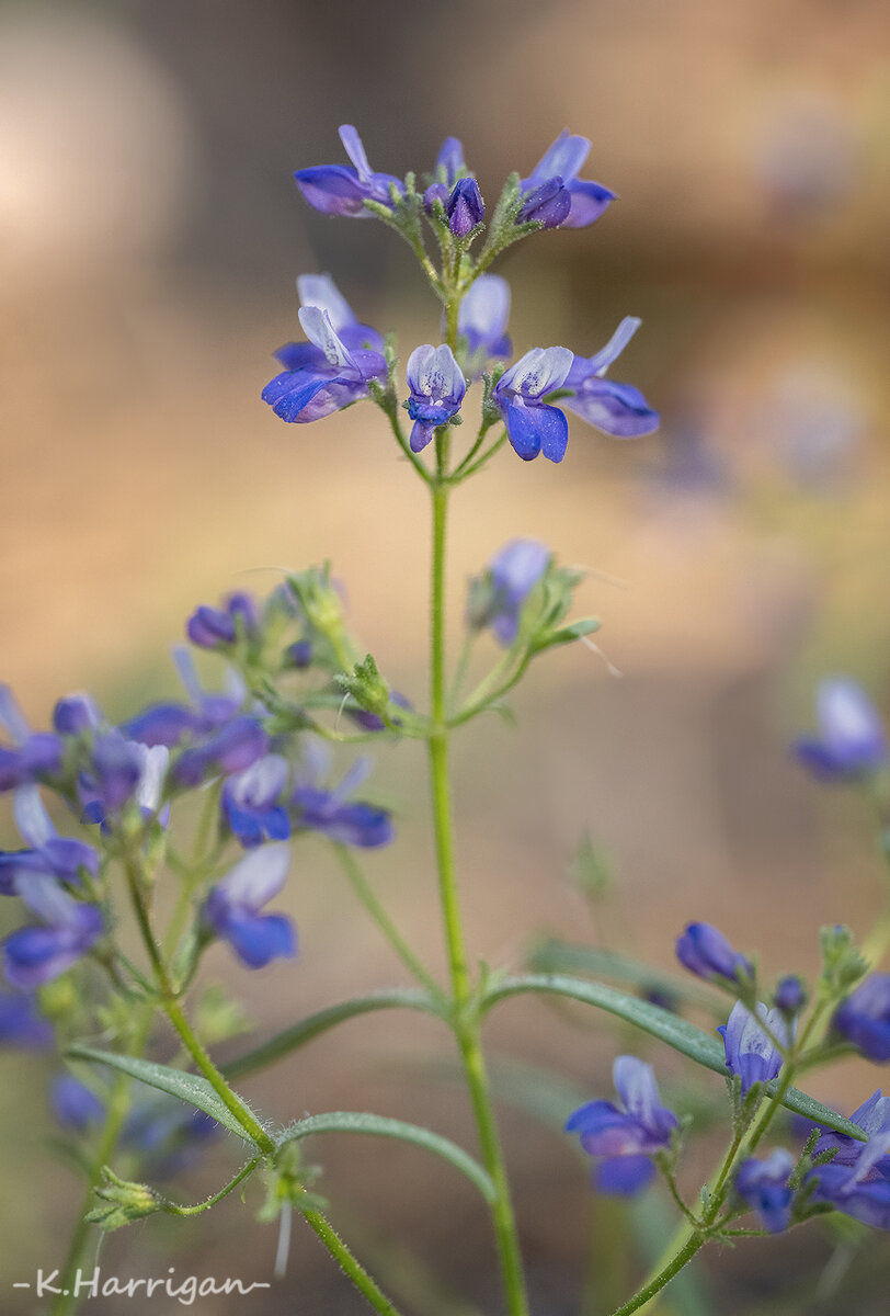 Blue-Eyed Mary.jpg