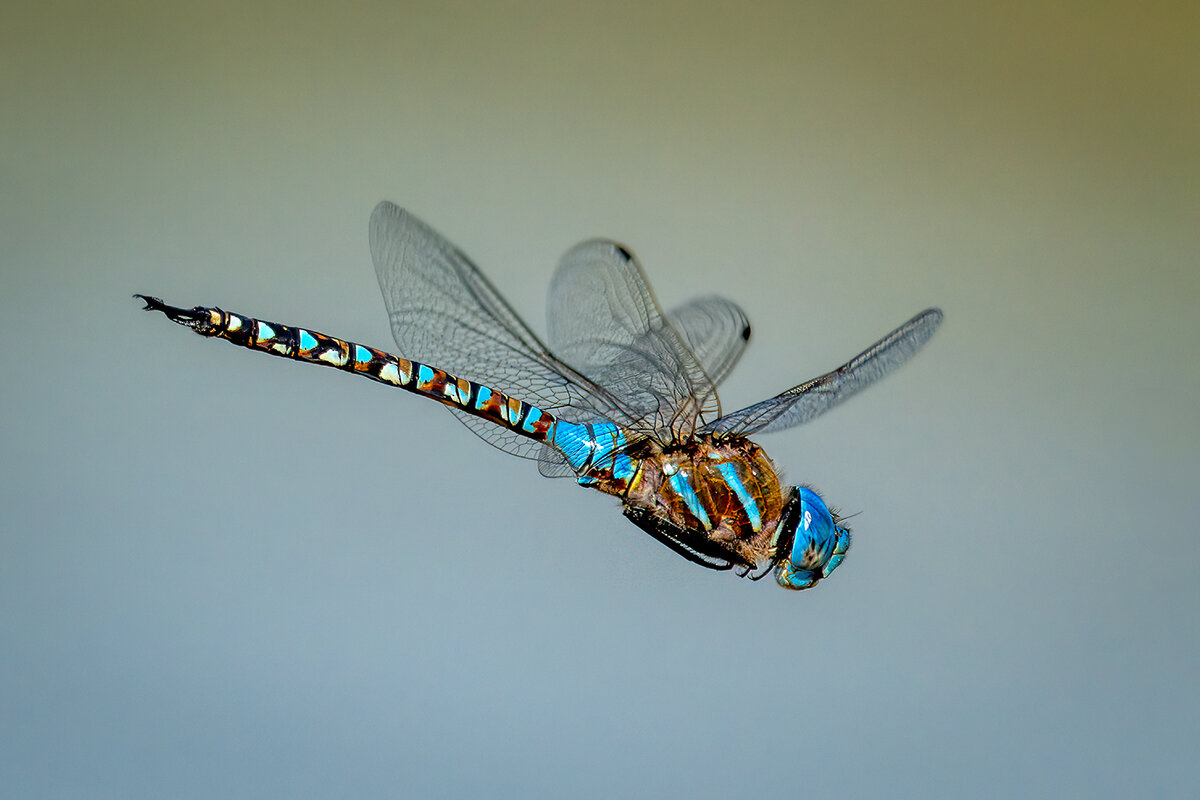 Blue-eyed Predator.jpg