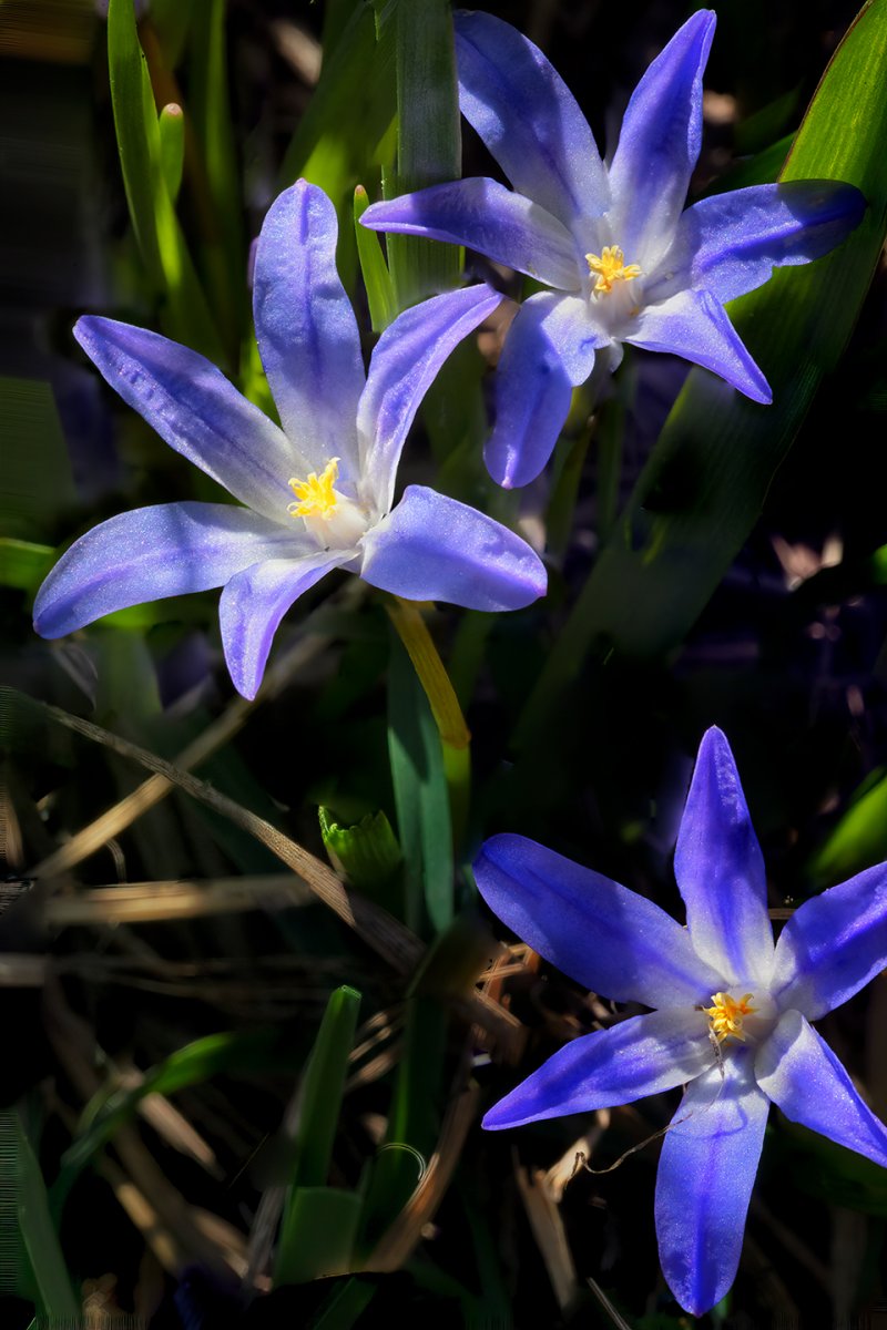 Blue Giant Glory of the Snow.jpg