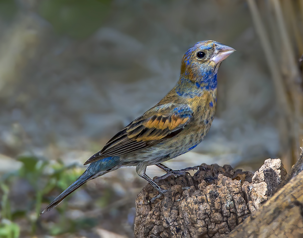 Blue Grossbeak. Juvenile.png