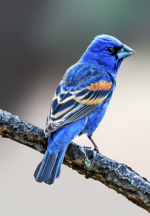 Blue-headed Grosbeak II.jpg