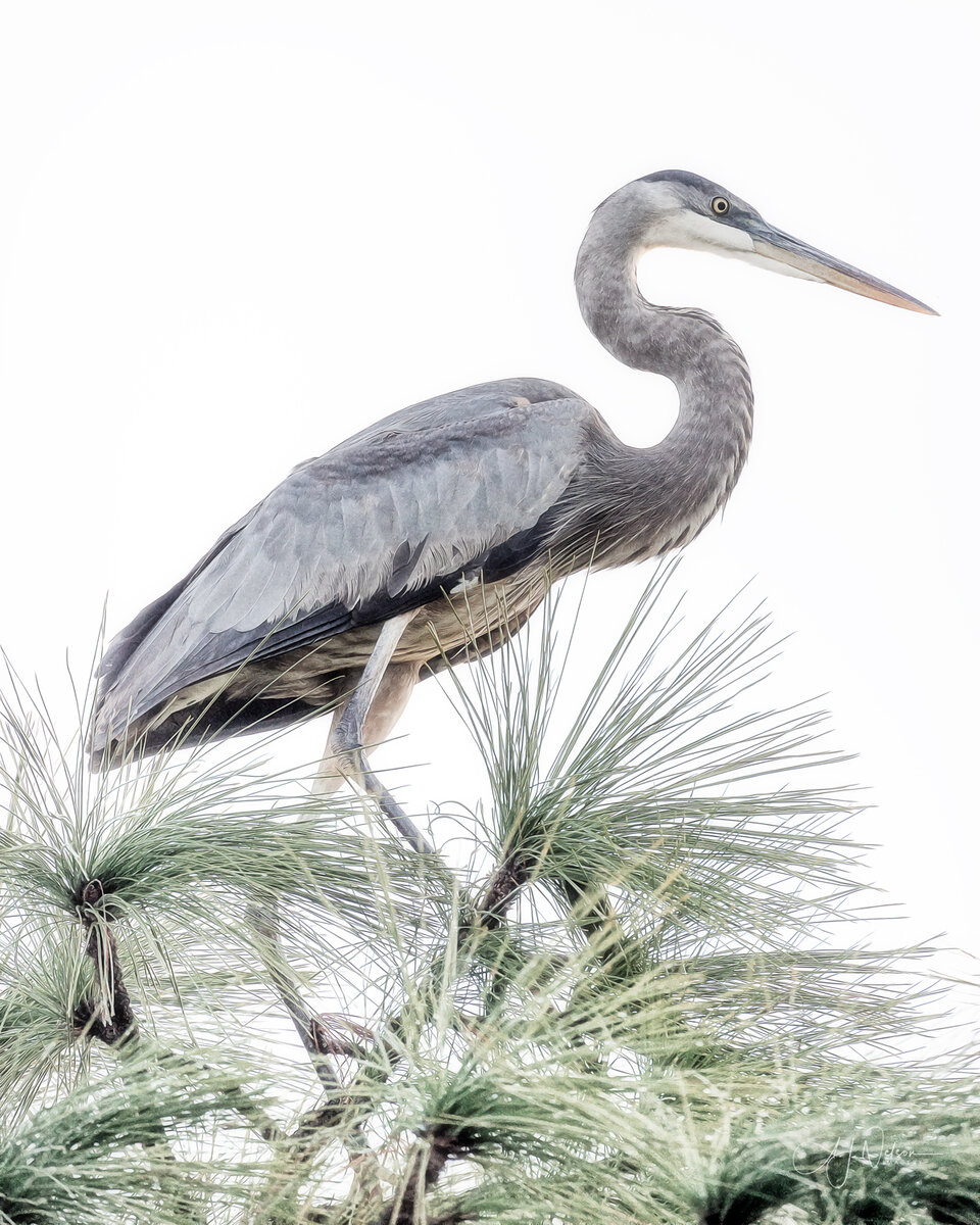 Blue-Heron--5.1.jpg