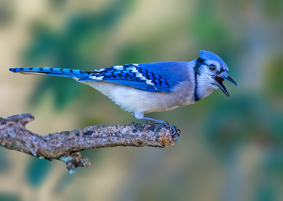 Blue Jay II.jpg