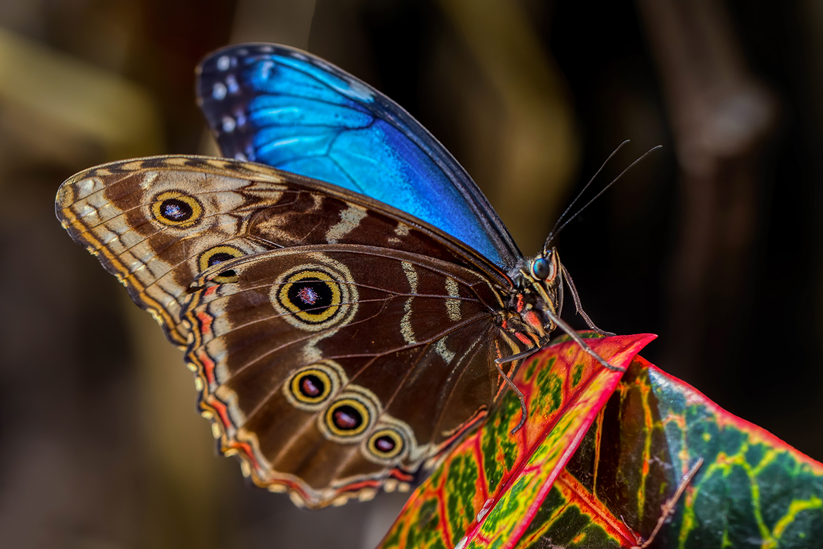 Blue Morpho Butterfly (Morpho peleides).jpg