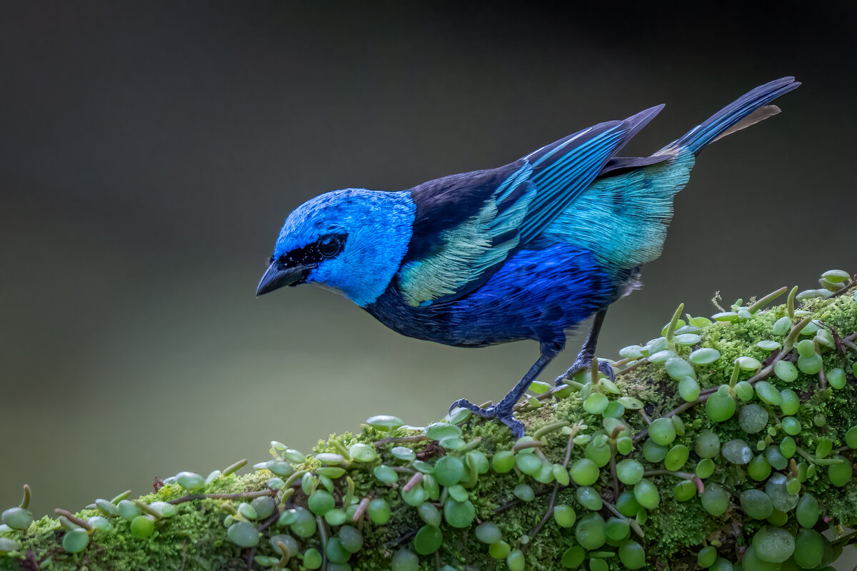 Blue-necked tanage-09935-Edit.jpg