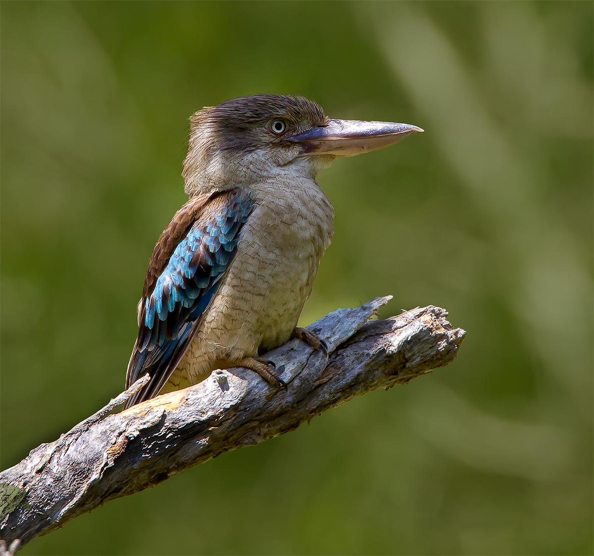 Blue-winged Kookaburra.jpg
