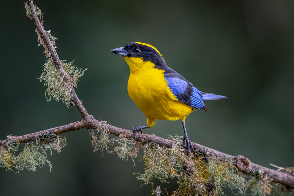 Blue-winged Mountain-Tanager-.jpg