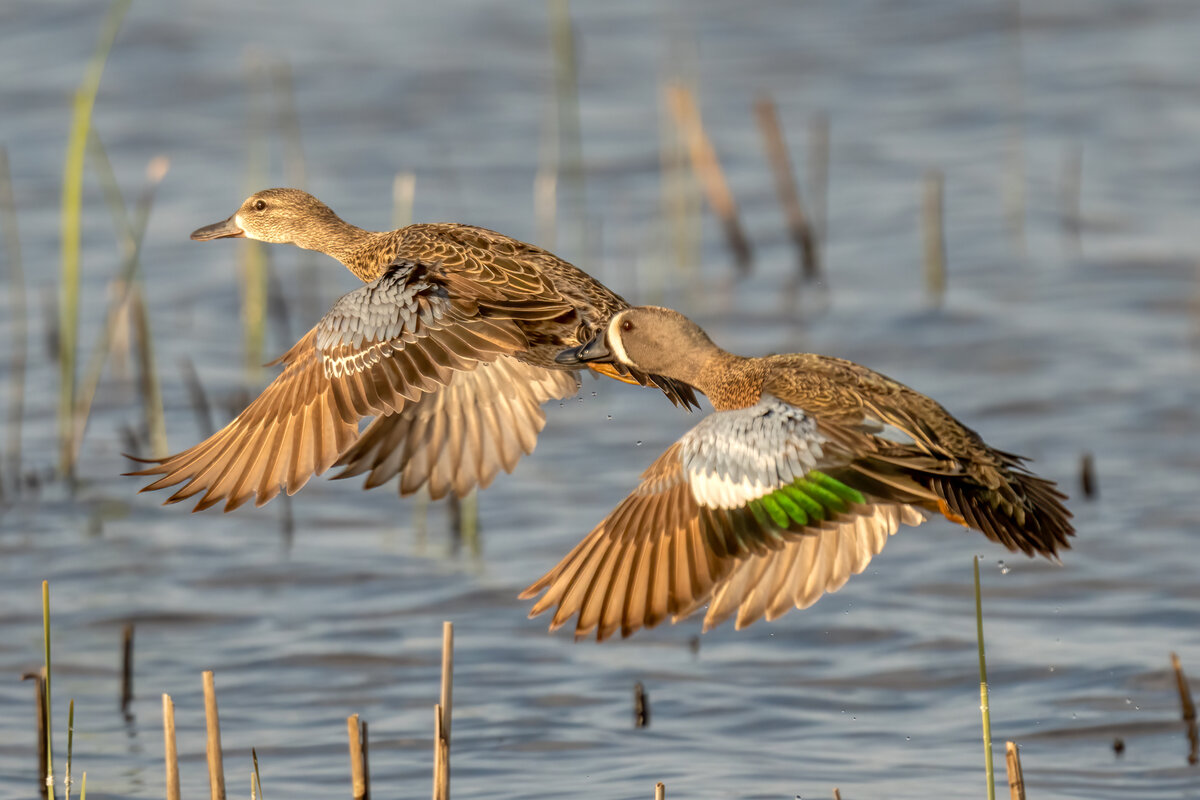 Blue-winged teal-02714-Edit.jpg