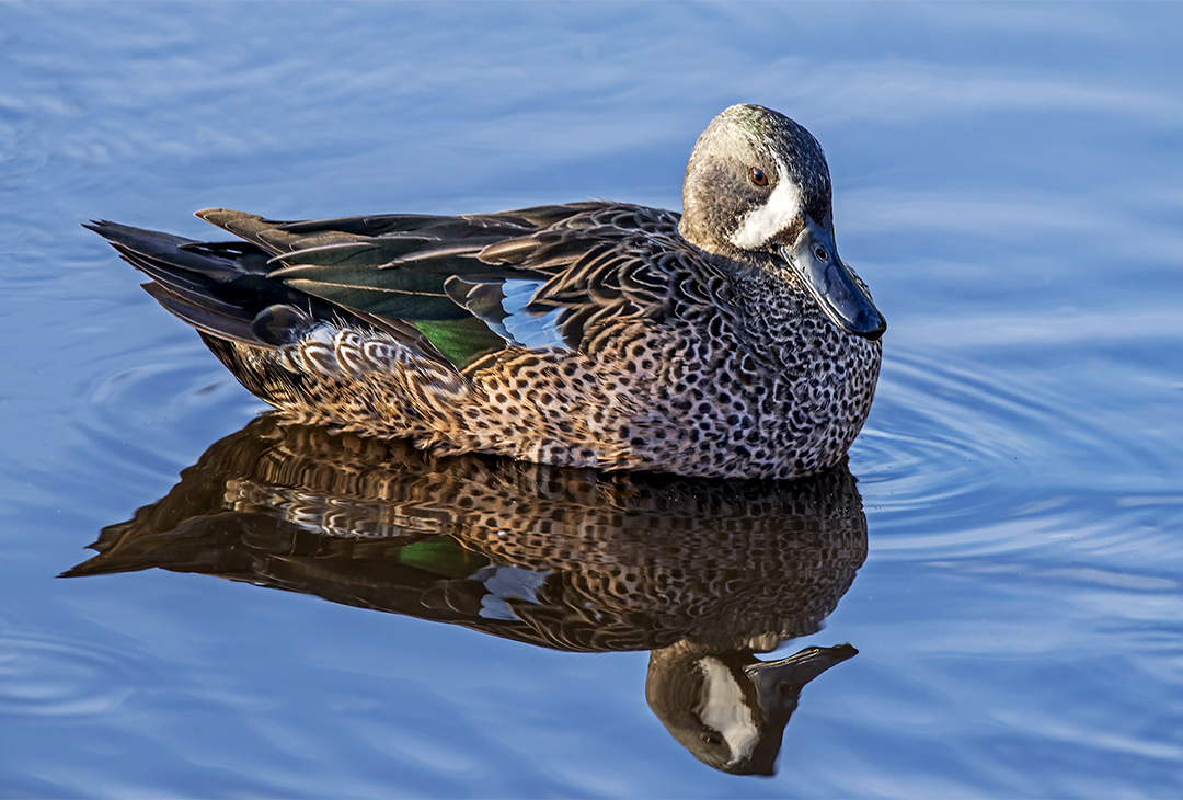 Blue-winged teal (1 of 1)-2.jpg