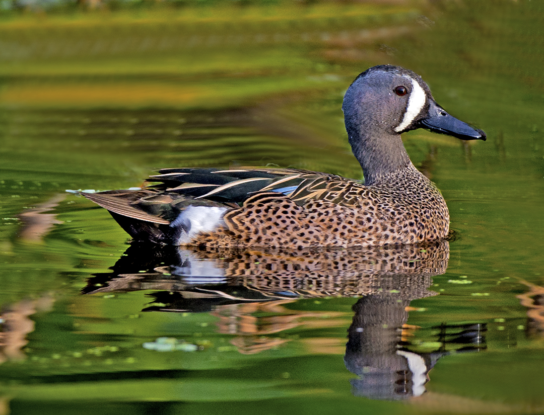 Blue-winged teal III.jpg