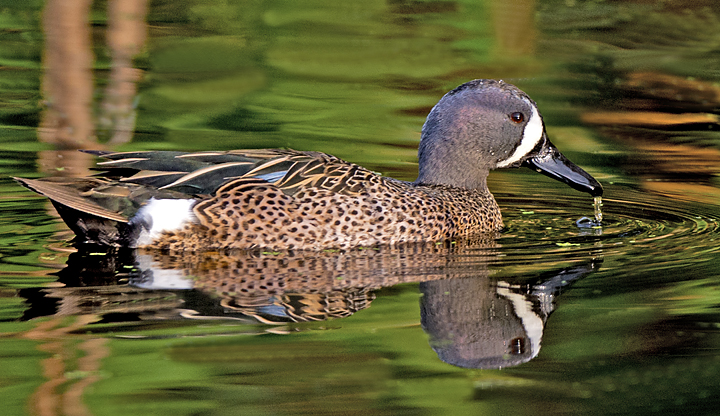 Blue-winged Teal.jpg