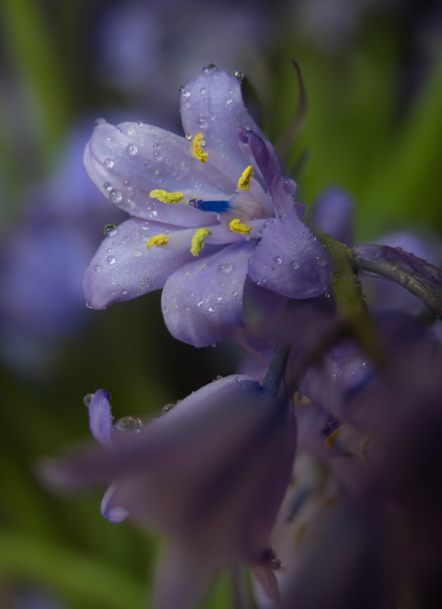 bluebell stack.jpg