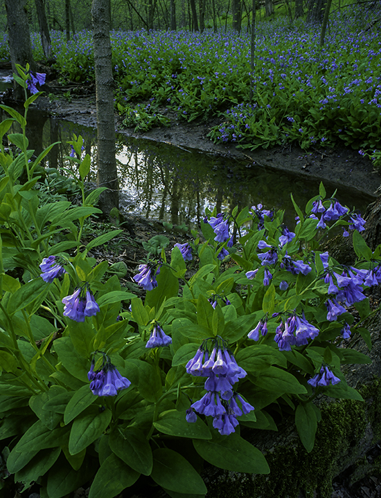 bluebells-Edit.jpg