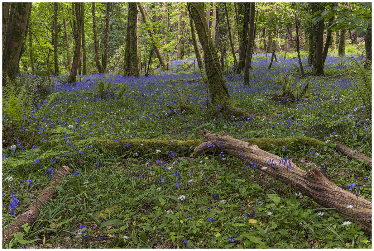 Bluebells.jpg