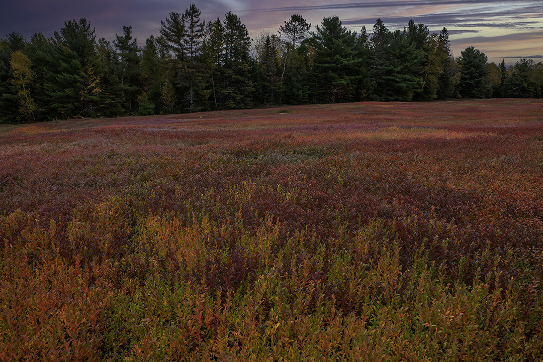 Blueberry Fields near Aurora.jpg