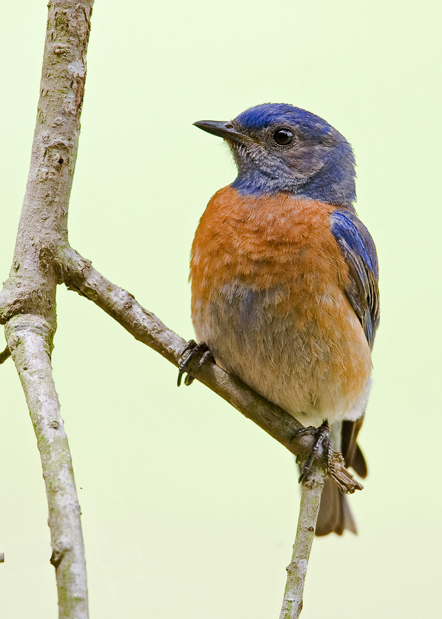 Bluebird 3 FW.jpg