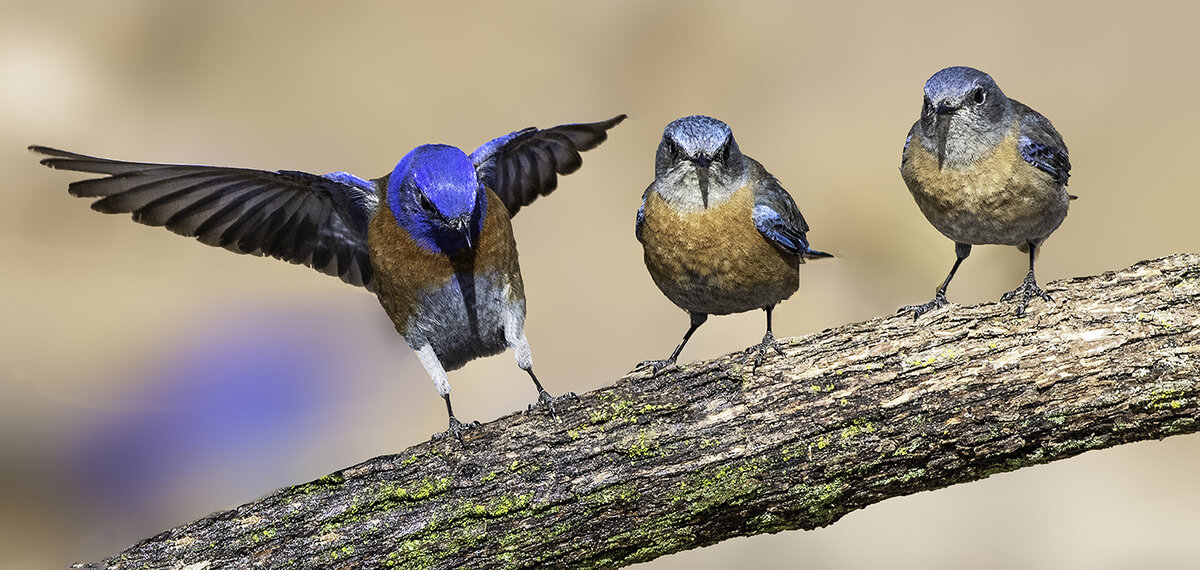 Bluebird squeezing in III.jpg
