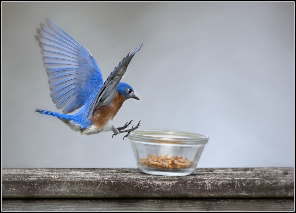 Bluebird4.jpg