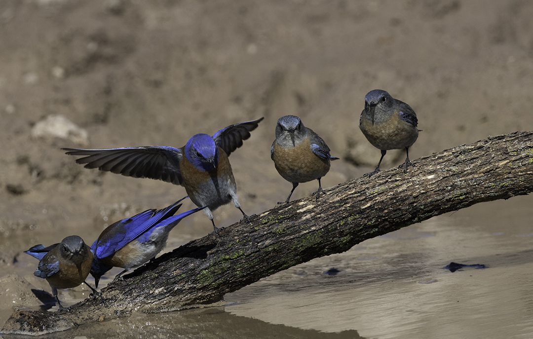 bluebirds.jpg