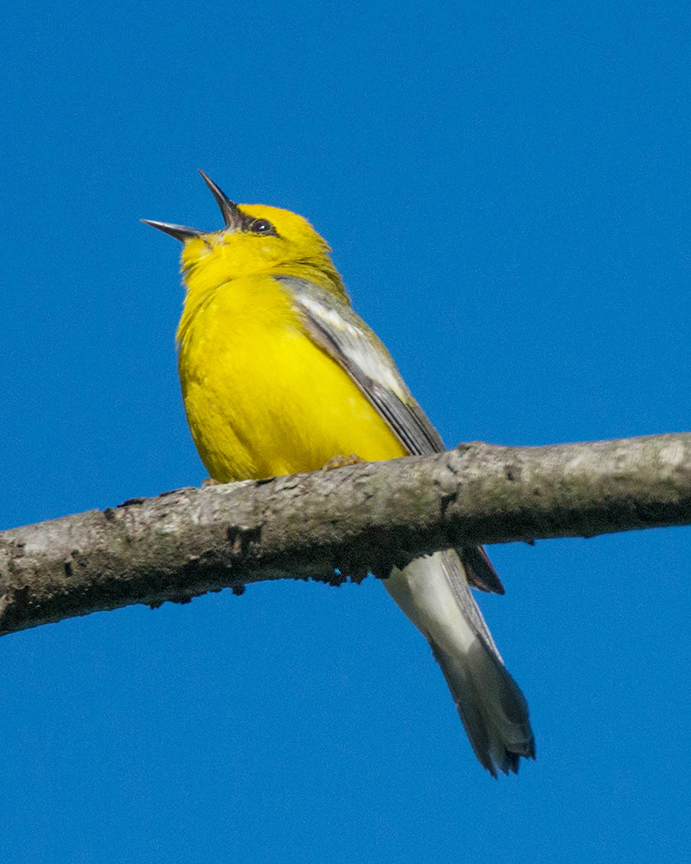 Bluewing Warbler (1 of 1).jpg
