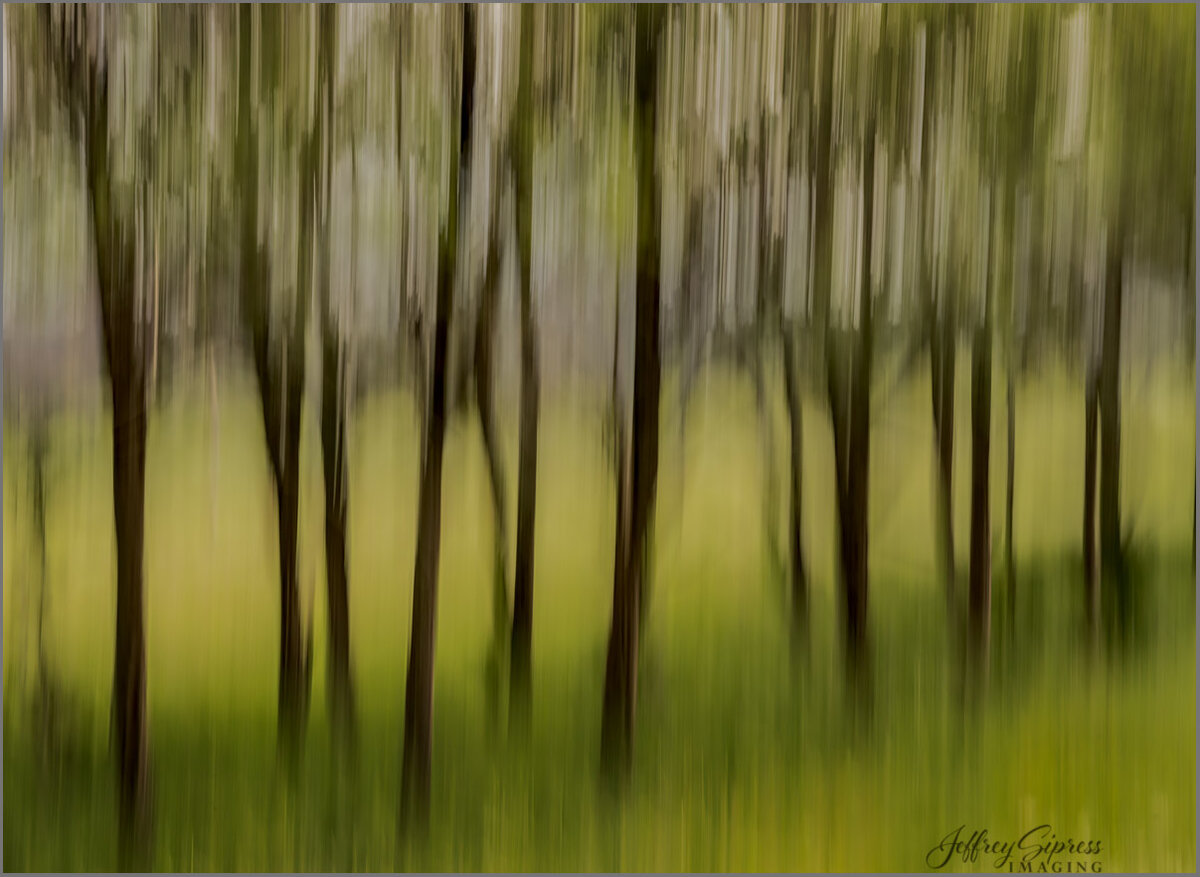 blurforest1.jpg