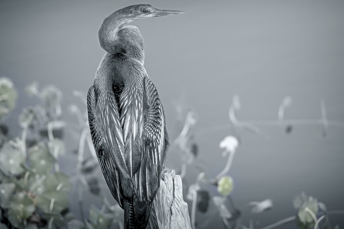 BNW---Water-Fowl-Profile---1.jpg