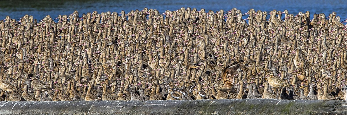Boat full of Godwits.jpg