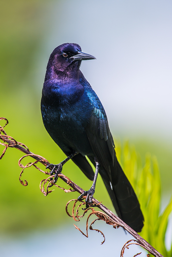 Boat-tailed Grackle (1 of 1).jpg