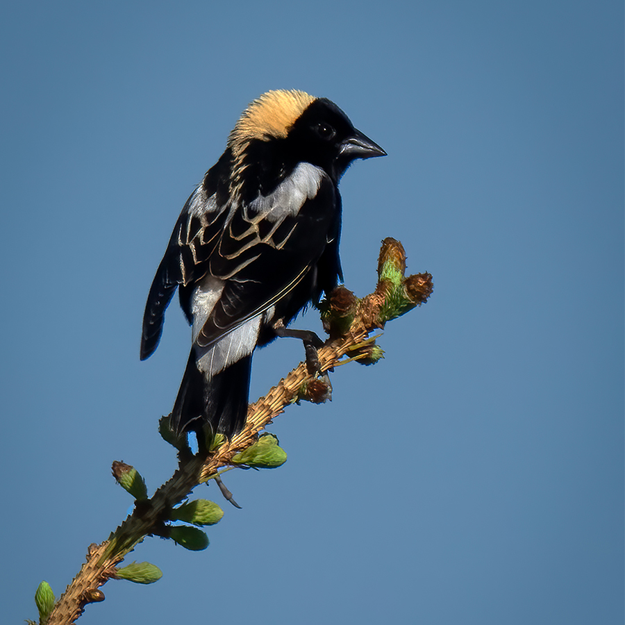Bobolink.jpg