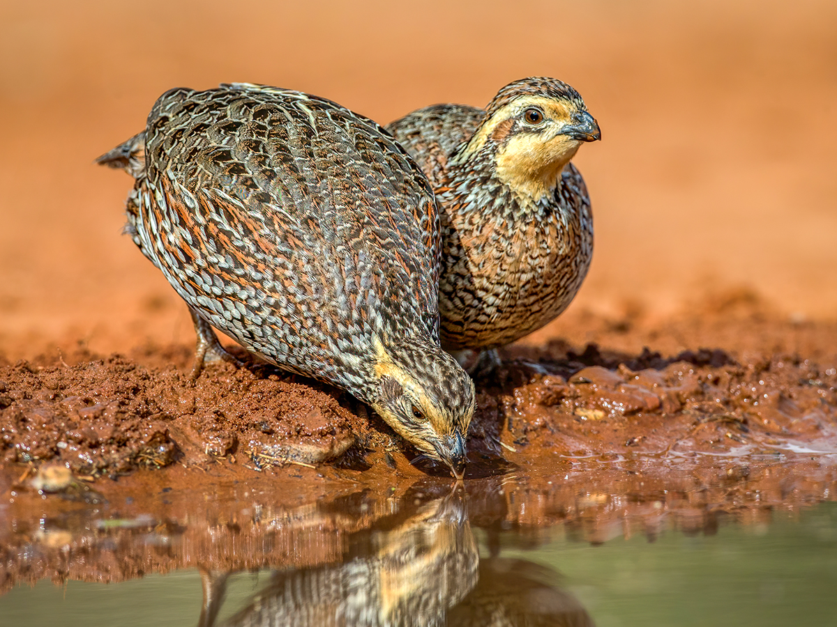 Bobwhite Quail.jpg