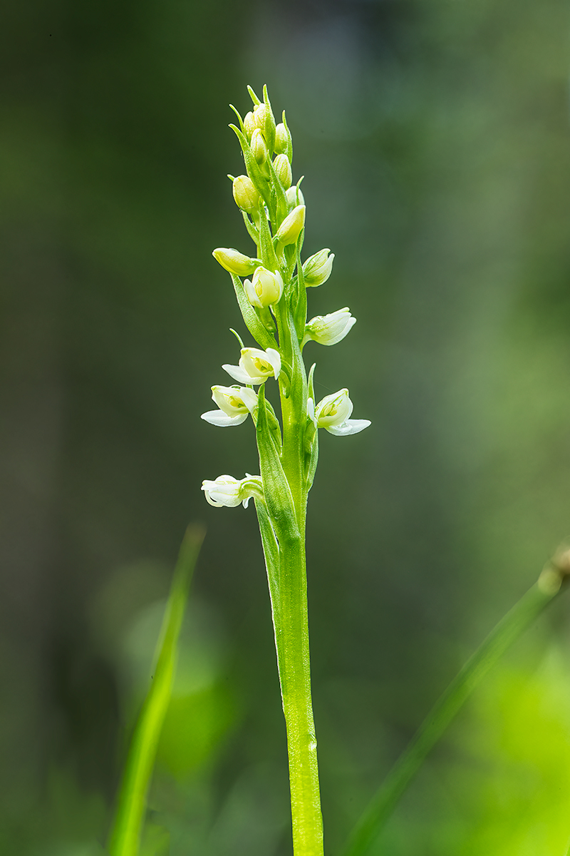 BogOrchidNoiseSharpNikNoLeaf.jpg