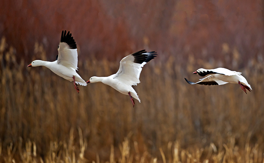Bosque del Apache snow geese .jpg