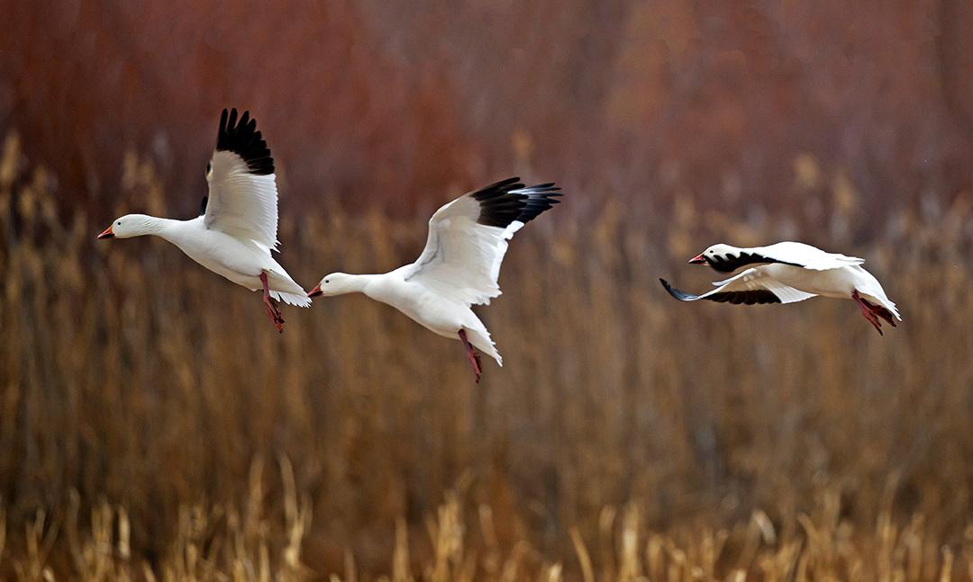 Bosque snow geese (1 of 1).jpg