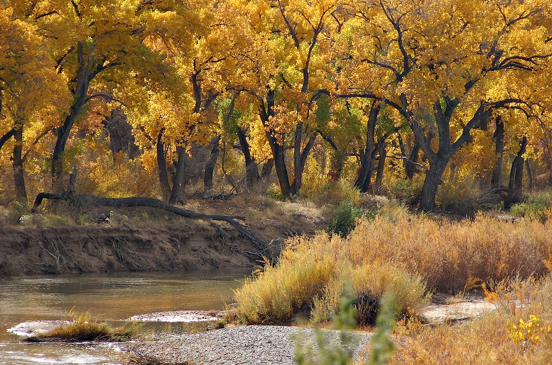 Bosque2.jpg