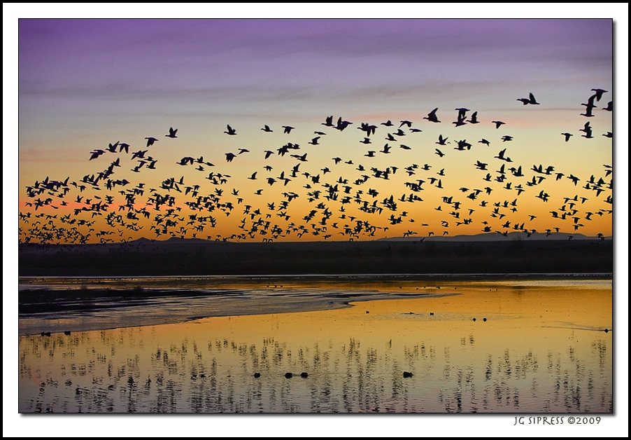 bosquebirds1.jpg