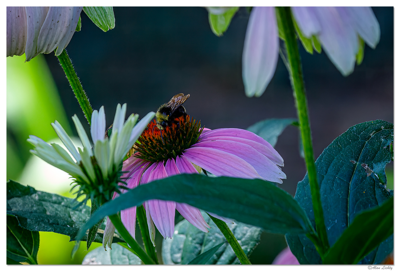 BPollen2.jpg