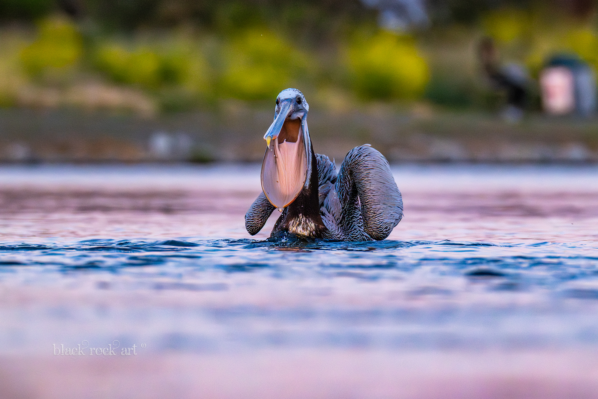 BRC00529Pelican.jpg