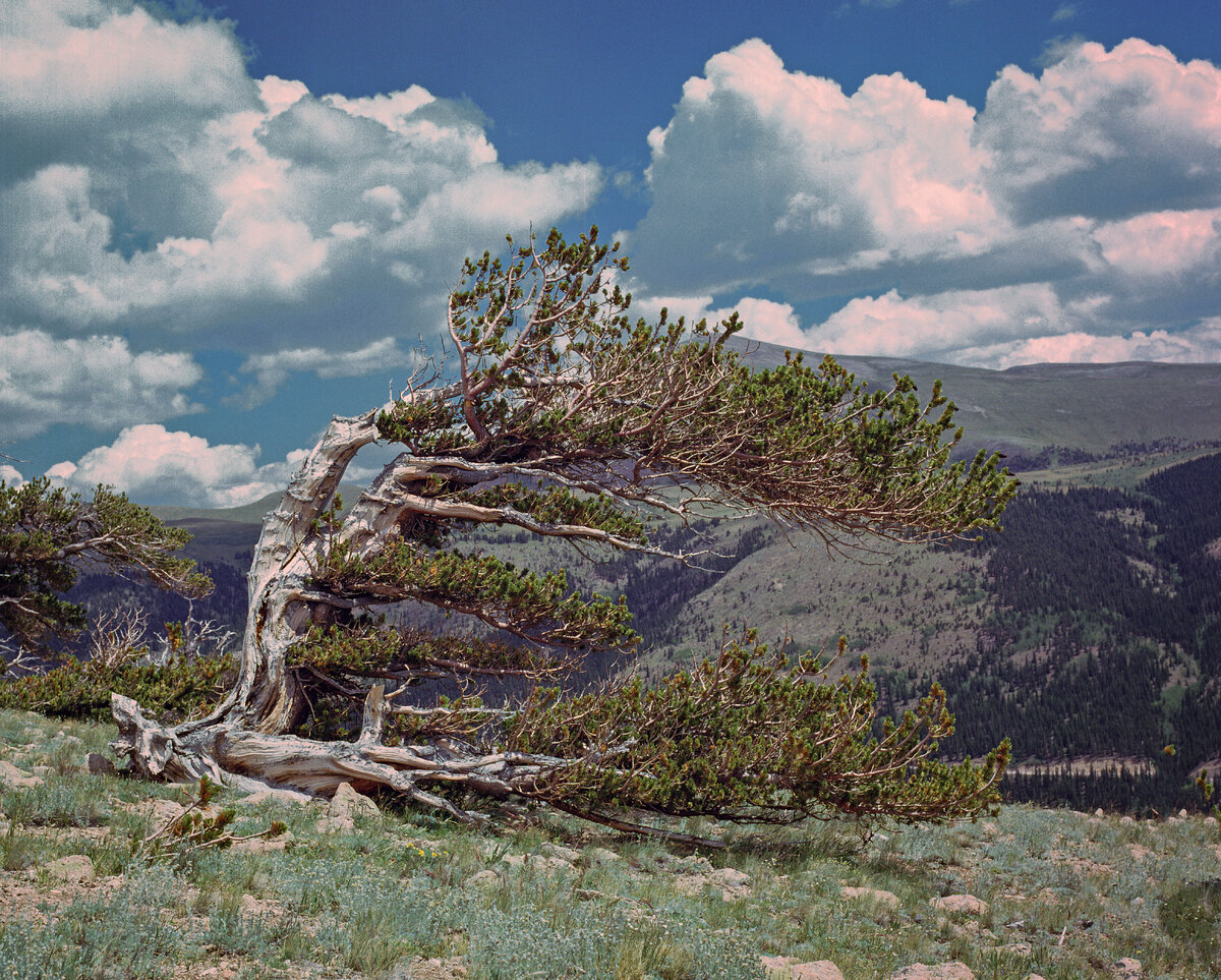 Bristle Cone.jpg
