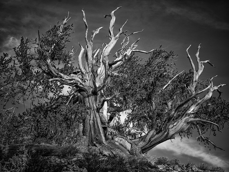 Bristlecone-pair-b&w-copy.jpg