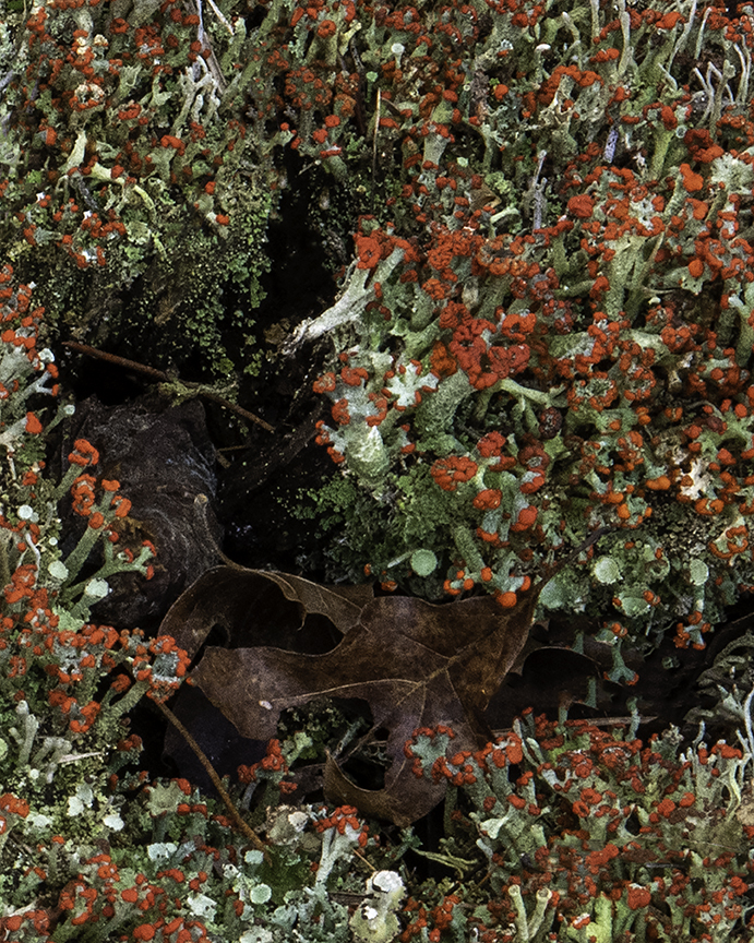 British Soldiers Lichens.jpg